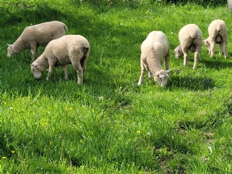 5 Things Dorset Sheep Are Known For – Family Farm Livestock