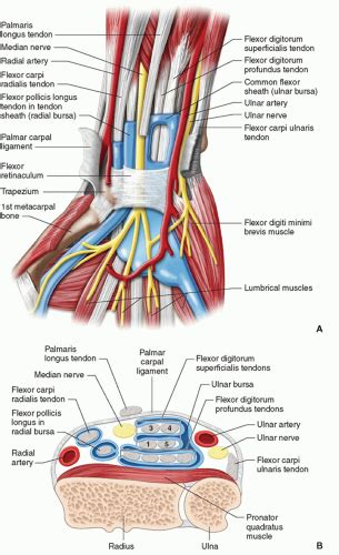 Hand and Wrist | Radiology Key