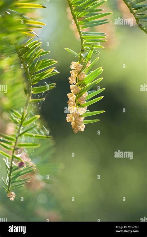 Cephalotaxus fortunei,Fortunes Kopfeibe,Chinese plum-yew Stock Photo - Alamy