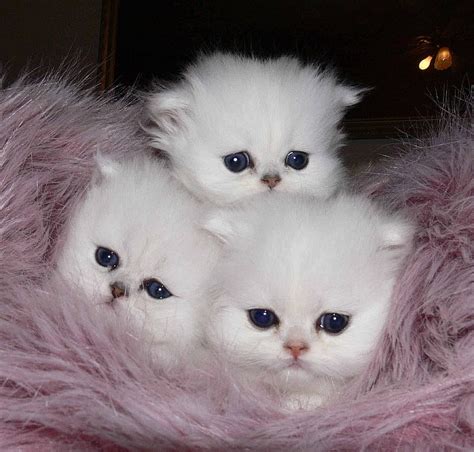 Blue Eyed Babies, graphy, kittens, white, cats, animals, HD wallpaper ...