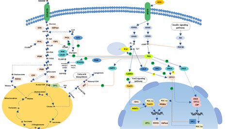 Glucagon Signaling Pathway- CUSABIO