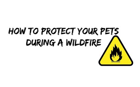 How to Protect Your Pets During a Wildfire | Karla's Pet Care, LLC