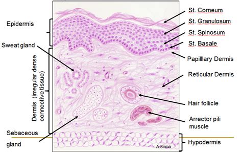 Skin (Integumentary System) | Integumentary system, Histology slides, Medical school studying