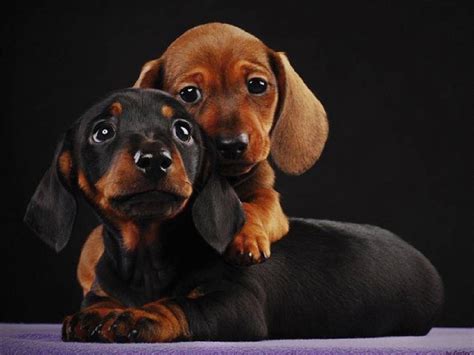 Dachshund Puppy Wallpapers - Top Free Dachshund Puppy Backgrounds - WallpaperAccess