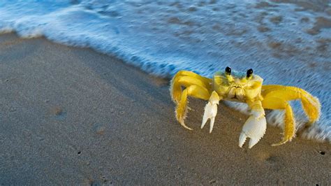 Atlantic ghost crab (© Luciano Candisani/Minden Pictures) – 2017-07-12 [http:// ...