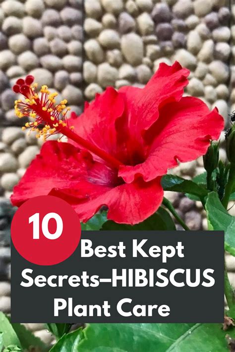 How to grow and care for the hibiscus plant my best tips – Artofit