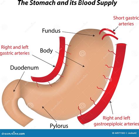 The Stomach And Its Blood Supply Stock Vector - Image: 44977302