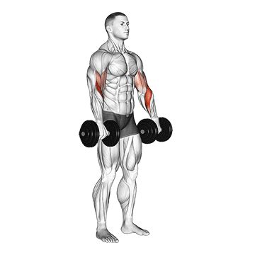 Dumbbell Biceps Curl Reverse - Guide, Benefits, and Form