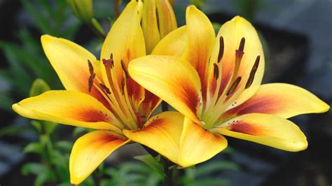 17 Different Types of Yellow Lily Cultivars