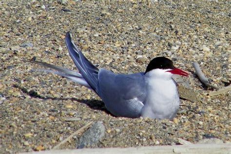 Mandrake Birding: Arctic Tern