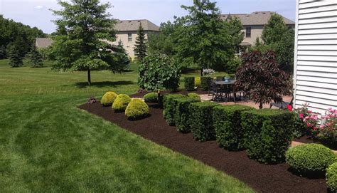 Trimming Pruning Bushes Shrubs Trees - Lawrenceville - Hamilton - Princeton