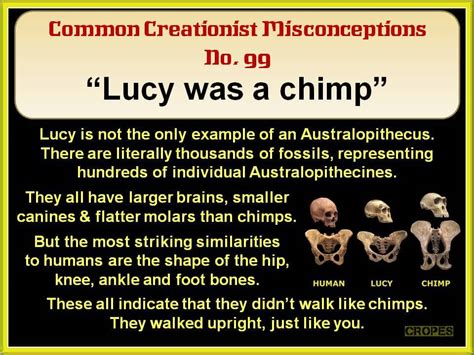 Creationist Misconceptions No. 99 - Lucy was an ape | Answers In Reason