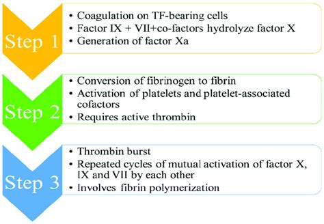 Depiction of mechanism of thrombus formation. | Download Scientific Diagram