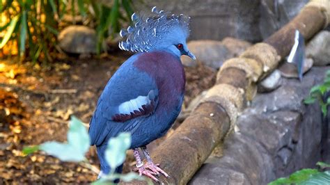 Victoria Crowned Pigeon | Crowned-pigeons are the largest pi… | Flickr