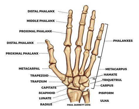 Mr Paul Jarrett | Hand and Wrist Anatomy | Murdoch Orthopaedic Clinic