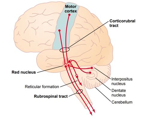 Red Nucleus Serves as an Alternative Pathway for Transmitting Cortical ...