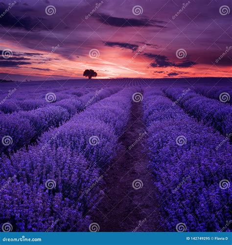 Lavender Fields. Beautiful Image of Lavender Field. Summer Sunset Landscape, Contrasting Colors ...