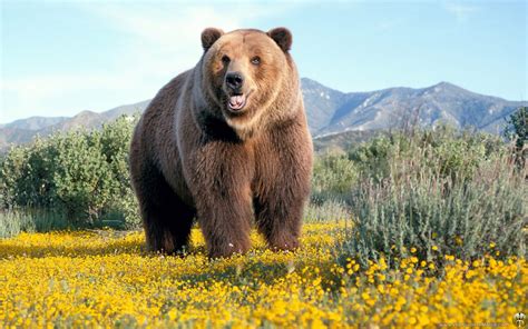 Grizzly Bear HD Wallpaper - WallpaperSafari