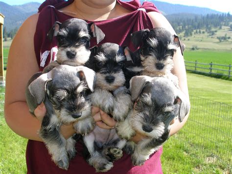 Beautiful family | Schnauzer puppy, Miniature schnauzer puppies, Cute ...