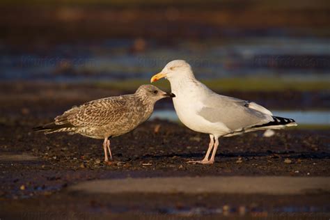 European Herring Gull Pictures and Photos - Photography - Bird | Wildlife | Nature - Christopher ...