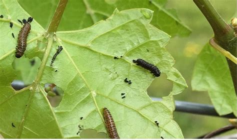 Pest Alert: Grape Flea Beetle - Alabama Cooperative Extension System