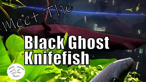 Meet the Black Ghost Knife Fish | Species Profile - YouTube