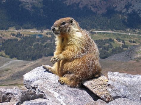 vancouver-island-marmot – Your Connection to Wildlife