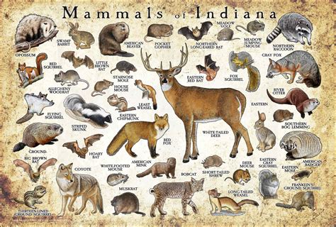 The 40 Most Common Animals in Indiana – Nature Blog Network