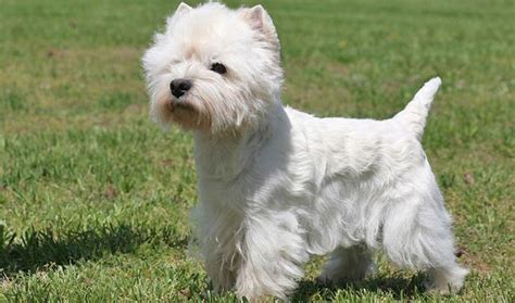 Breed Information About the West Highland White Terrier - Vetstreet | Vetstreet