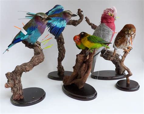 Mounted birds taxidermy by Museumwinkel on DeviantArt