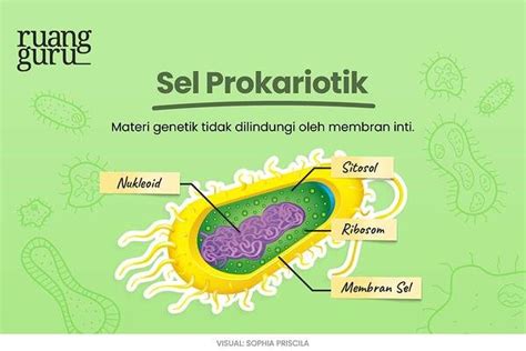 Detail Contoh Sel Prokariotik Dan Eukariotik Koleksi Nomer 34