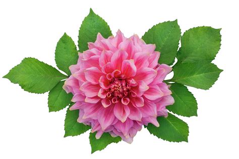 Isolated pink dahlia flower with leaves Photograph by Aleksandr Volkov - Pixels