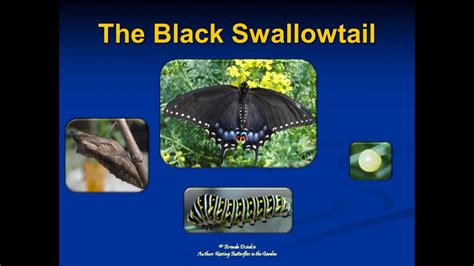 Black Swallowtail Life Cycle - YouTube