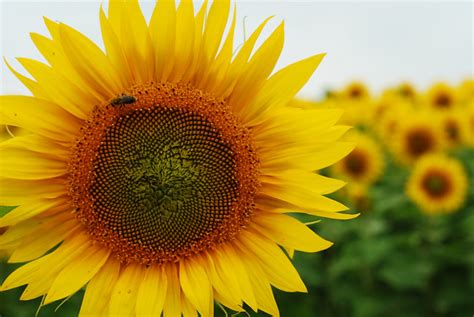 sunflowers - Bing images