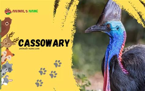 Cassowary: History, Facts, Size, Habitat, Classification & Much More ...