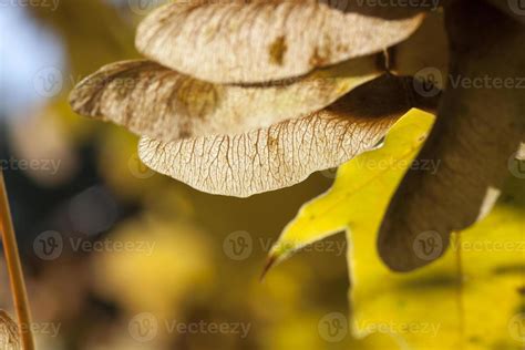 maple seeds, close up 9435703 Stock Photo at Vecteezy