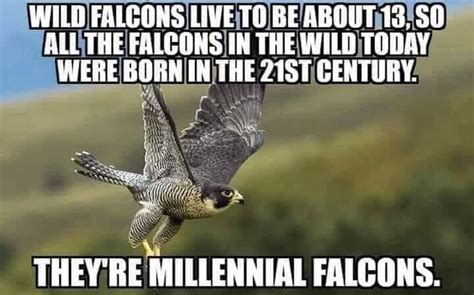 Millennial Falcons : r/memes