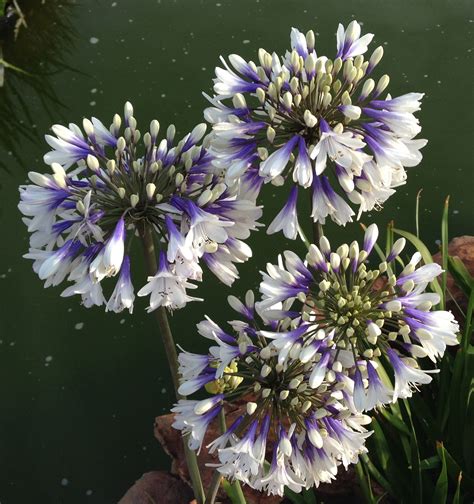 Agapanthus TWISTER is a hybrid created by DE WET PLANT BREEDERS at THE ALOE FARM in South Africa ...