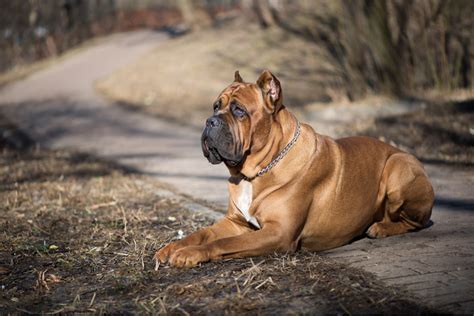 Cane Corso Bulldog Mix: What You Should Know Before Buying