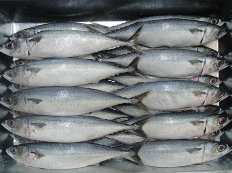 Mackerel Fish Frozen Healthy Recipes - Mackerel Fish Frozen, Frozen Pacific Mackerel, Price of ...