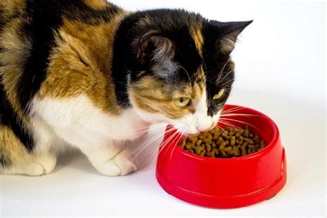 10 Best Low Phosphorus Cat Foods for Kidney Disease in 2024 - Reviews & Top Picks | Hepper