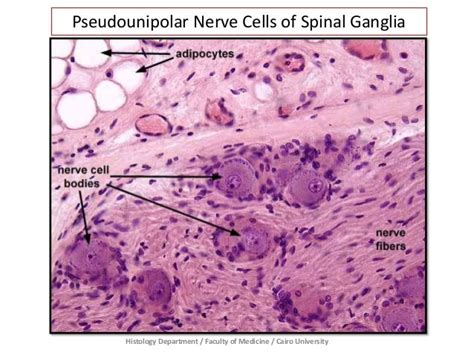 Nervous Tissue - Prac. Histology