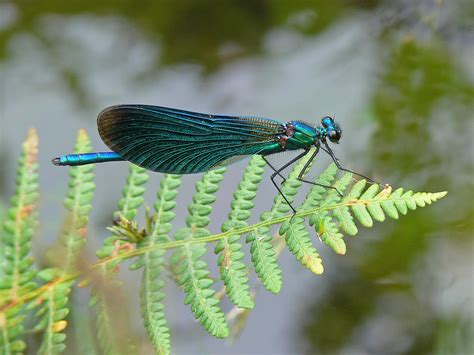 Beautiful Demoiselle - British Dragonfly Society