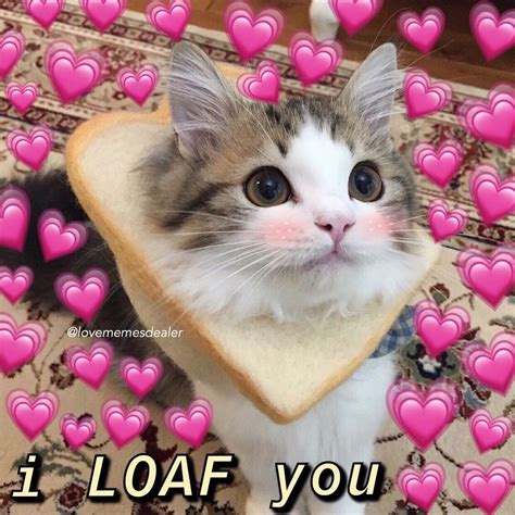 58 Wholesome Meme Cat Love Meme