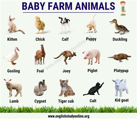 Farm Animals Names List | Technology And Information Portal