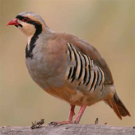 Chukar Partridge | Bear River Valley Co-op