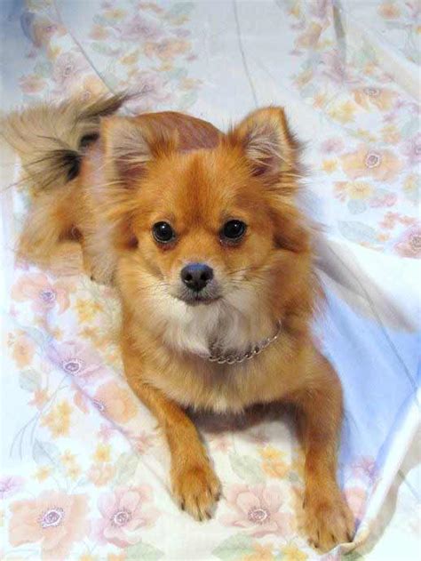 Pomchi Dog Breed » Pomeranian Chihuahua Mix