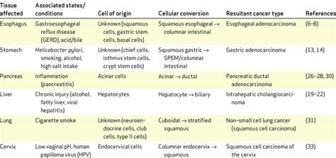 Metaplasia: Definition, Types of Metaplasia, Epithelial Metaplasia, Mesenchymal Metaplasia ...