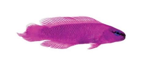 MARINE FISH - DOTTYBACKS - Reef Fish Wholesalers Pty Ltd