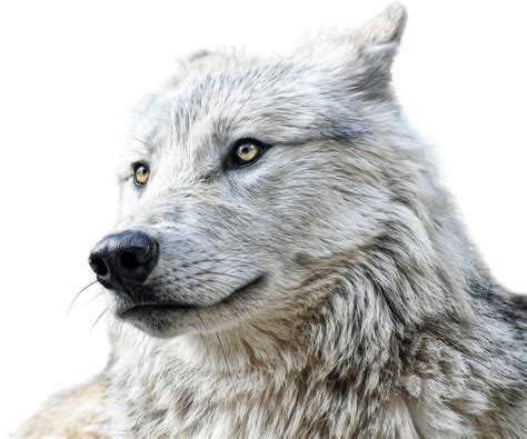 6,000+ Free Wolf Pictures & Images [HD] - Pixabay